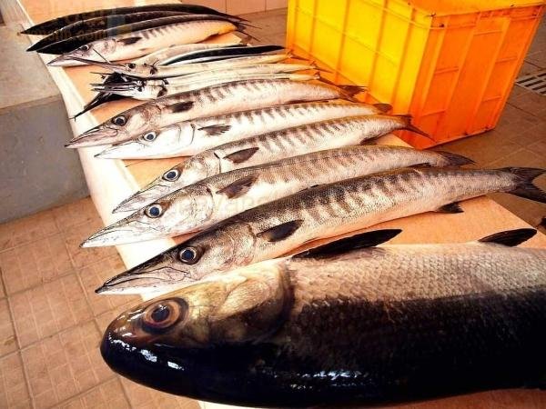 الثروة السمكية العمانية تشهد ارتفاعاً في الإيرادات خلال الربع الثاني