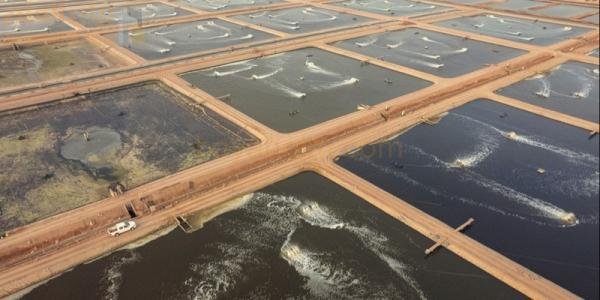 OIA تعمل على دمج الكيانات الرئيسية للغذاء والثروة السمكية