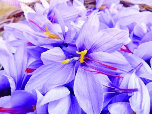 افتتاح أول مزرعة زعفران في سلطنة عمان بالجبل الأخضر