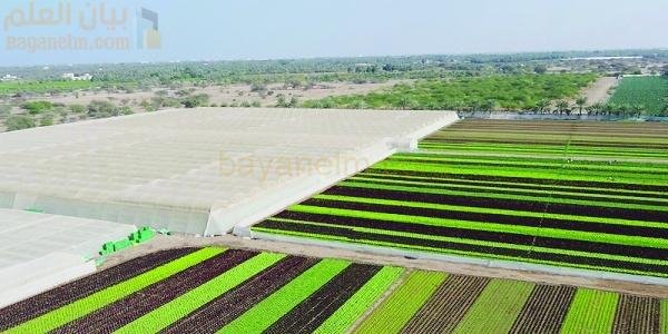 مشروع مدينة النجد الزراعية لدعم الاقتصاد الغذائي في سلطنة عمان