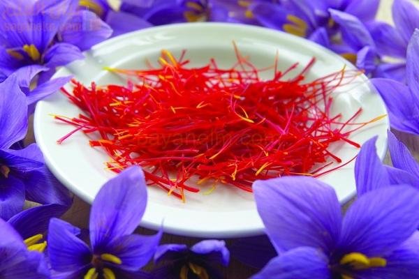 الحصاد الأول للزعفران العماني على نطاق تجاري في نوفمبر