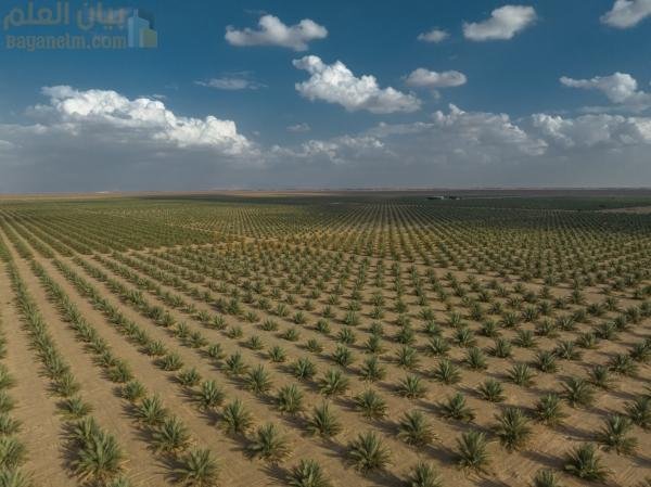 مزرعة عبري العضوية تحصل على شهادة عالمية