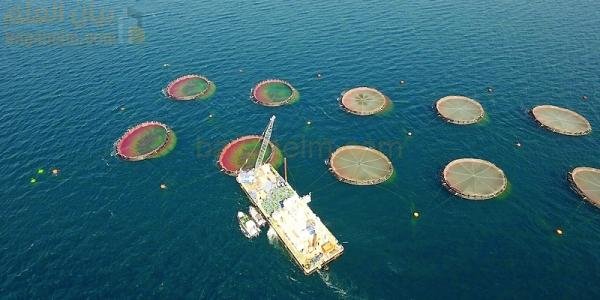 30 مشروعاً استثمارياً في مجال الأمن الغذائي