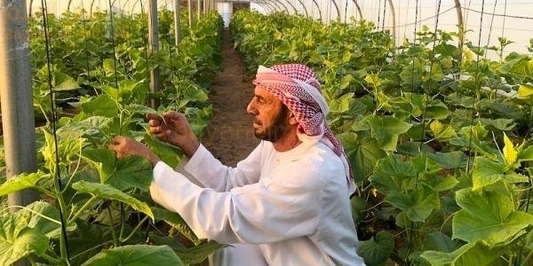 عمان تكشف عن ستة مشاريع استثمارية زراعية جديدة في البريمي