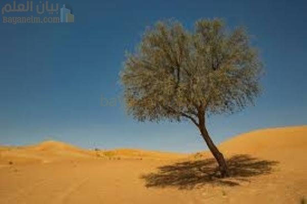 عمان تقيم محمية أشجار الغاف بجنوب الشرقية