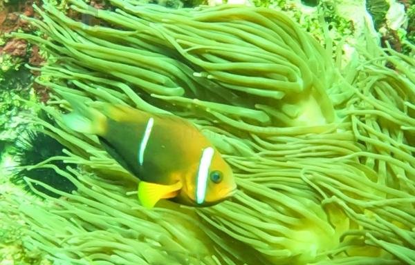 أسماك شقائق النعمان رمز للتنوع الغني في عمان