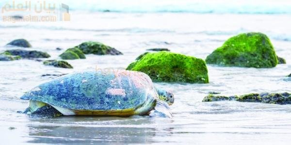 مبادرة خطة إدارة الاحتياطي لمحمية السلاحف