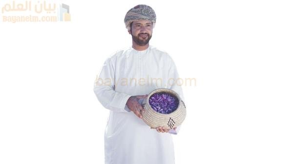 زراعة الزعفران تزدهر في الجبل الأخضر