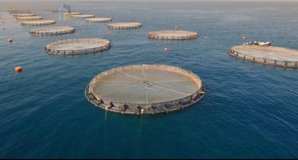 عمان تكشف عن مشروع لاستزراع التونة بقيمة 12 مليون دولار