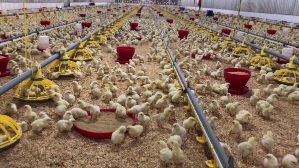 الصفاء للأغذية لتعزيز إنتاج الدواجن