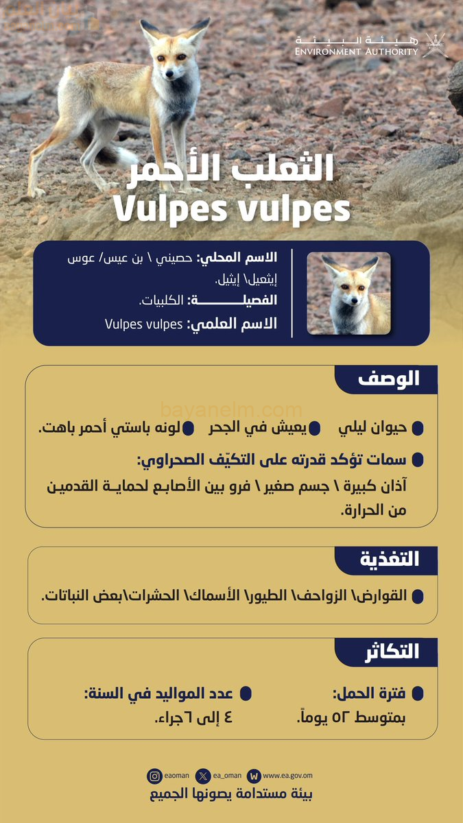 هل شاهدت الحصيني قرب منزلك؟ فما هو؟