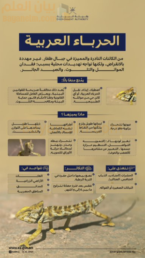 الحرباء العربية رمز بيئي نادر يواجه تهديدات محلية