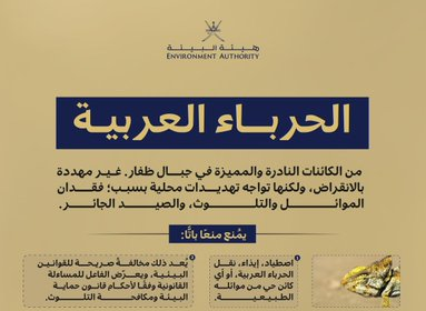 الحرباء العربية رمز بيئي نادر يواجه تهديدات محلية
