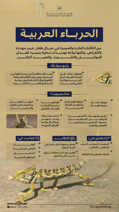 الحرباء العربية رمز بيئي نادر يواجه تهديدات محلية