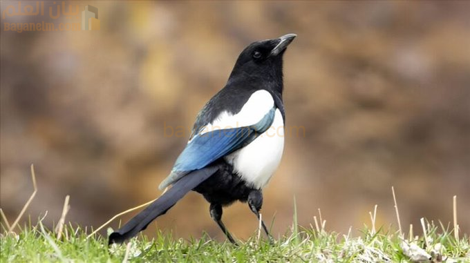 العقعق العسيري.. الطائر النادر الذي لا يعرف وطنًا غير السعودية